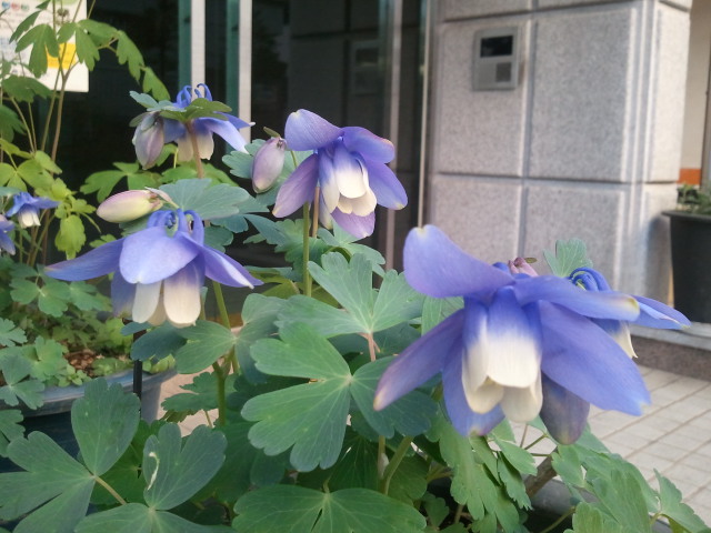 송림화원 이미지