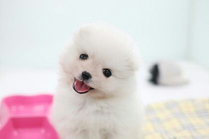 뽀솜이 이미지