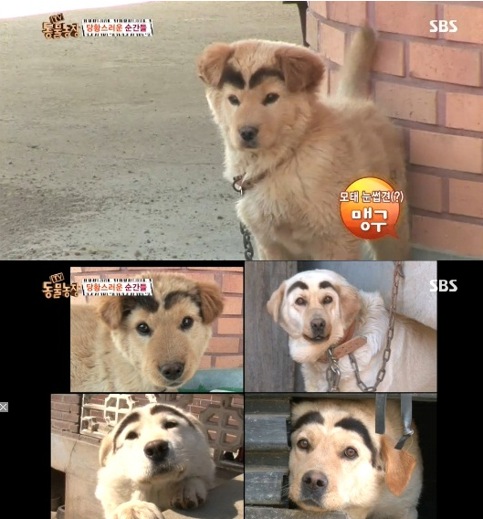 숯검댕이 이미지