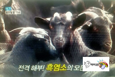 녹색흑염소(주) 이미지