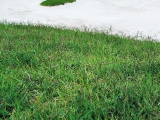 버뮤다그래스(BERMUDA GRASS) 이미지
