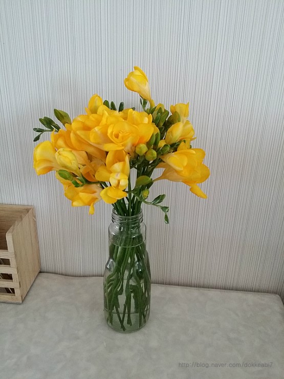 중앙꽃다육 이미지