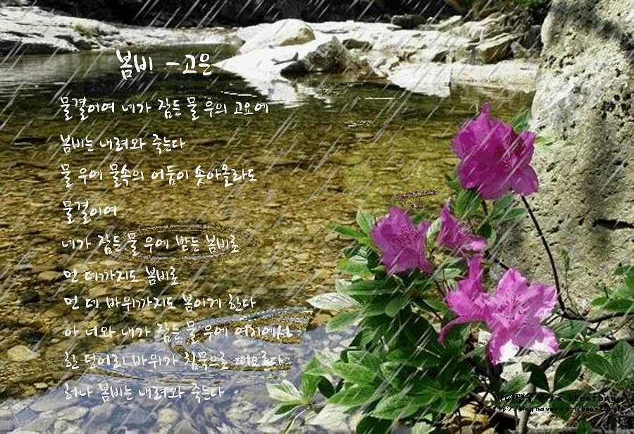 봄비패션 이미지