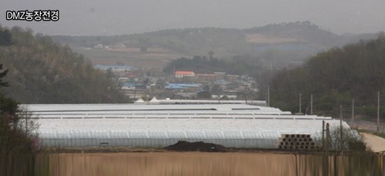 양구토종민들레영농조합 이미지