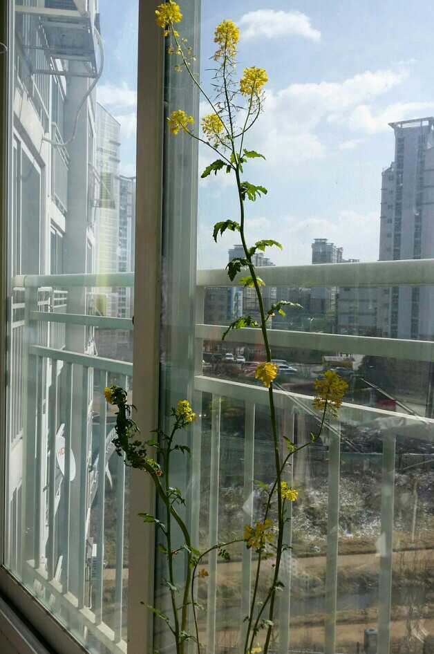 겨자씨, MUSTARD, 겨자나무, 겨자소스, 갓, 유채, 배추 : 네이버 블로그