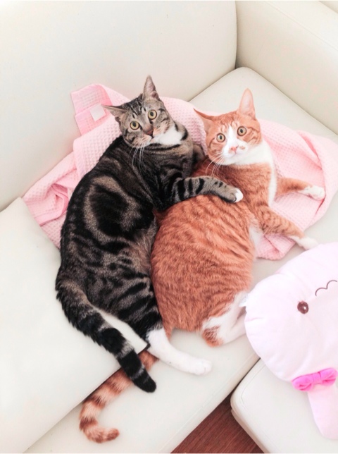 타코모리 이미지