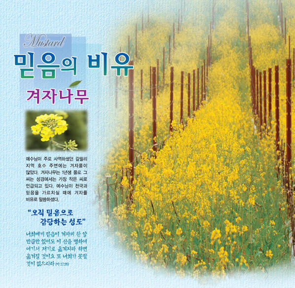 겨자씨, MUSTARD, 겨자나무, 겨자소스, 갓, 유채, 배추 : 네이버 블로그