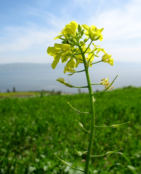 겨자씨, MUSTARD, 겨자나무, 겨자소스, 갓, 유채, 배추 : 네이버 블로그