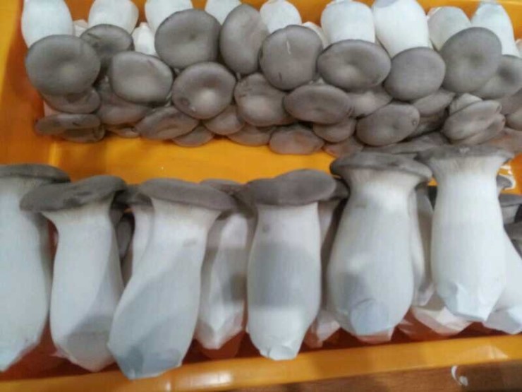 자굴산사랑펜션 이미지