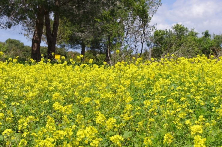 겨자씨, MUSTARD, 겨자나무, 겨자소스, 갓, 유채, 배추 : 네이버 블로그