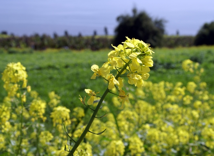 겨자씨, MUSTARD, 겨자나무, 겨자소스, 갓, 유채, 배추 : 네이버 블로그