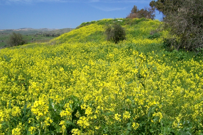 겨자씨, MUSTARD, 겨자나무, 겨자소스, 갓, 유채, 배추 : 네이버 블로그