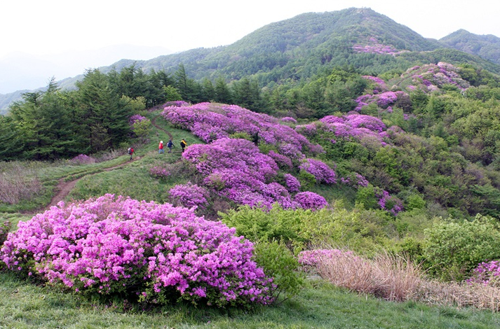 동산관광주 이미지