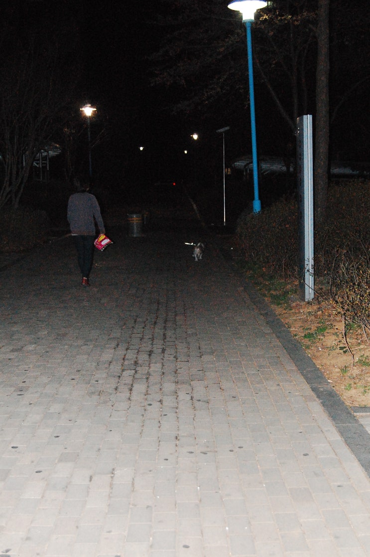 밤장군 이미지
