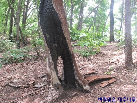 벼락맞은대추나무 이미지