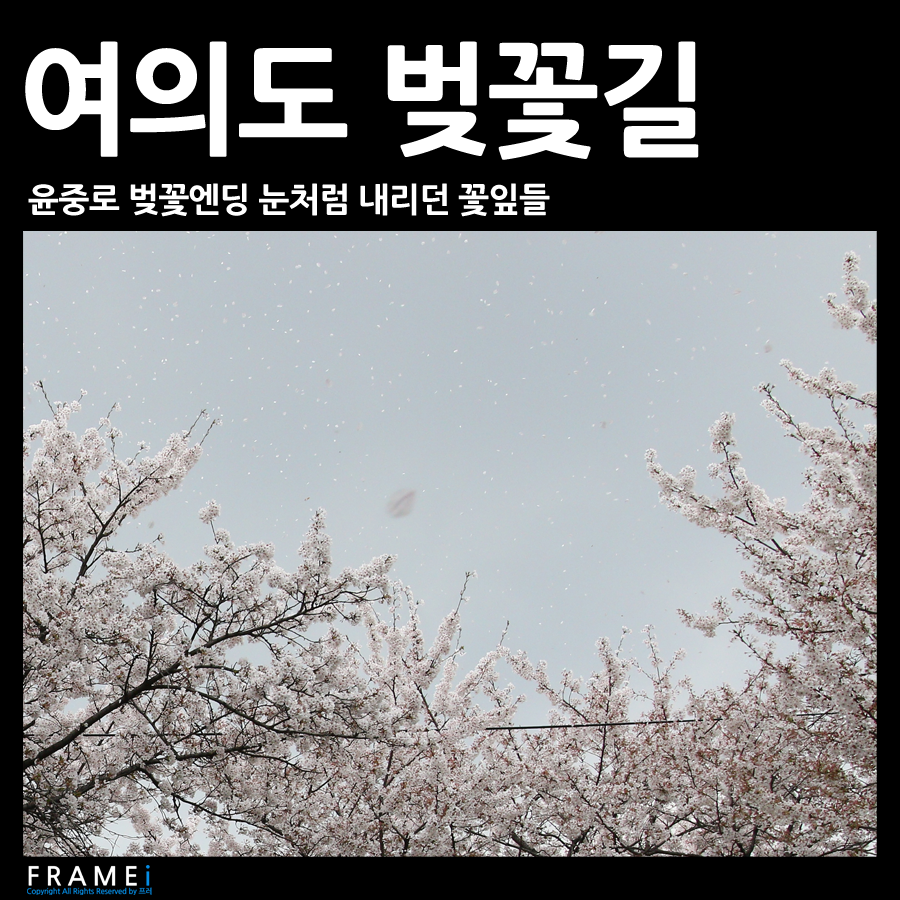 벚꽃에눈이내리면 이미지