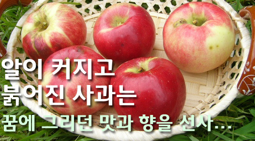 이철규사과 이미지