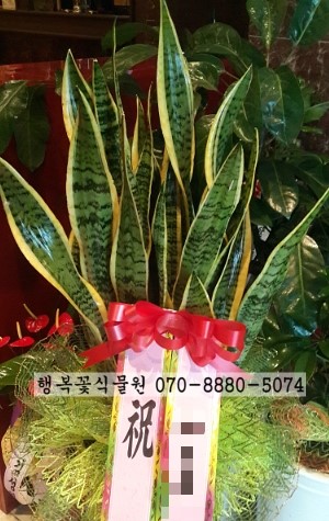 황진이룸 이미지