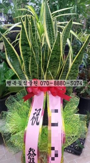 황진이룸 이미지