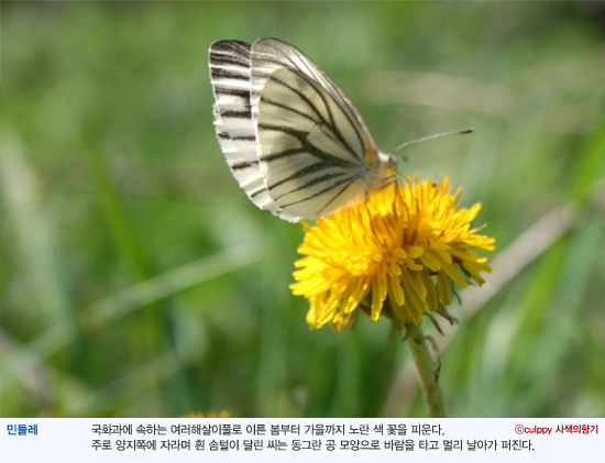 민들레치과 이미지