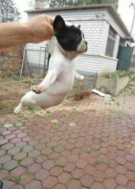 머거버거 이미지