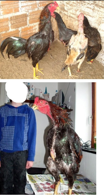 프로간장게장 이미지