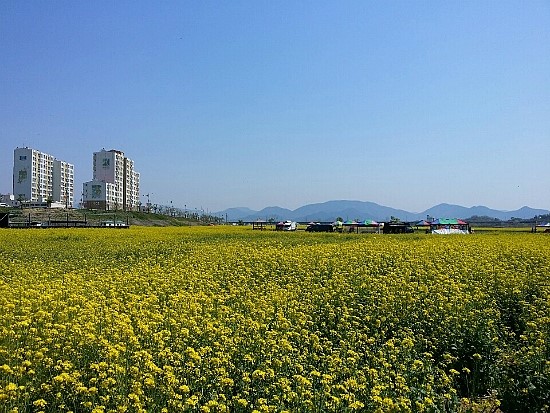 안정식당 이미지