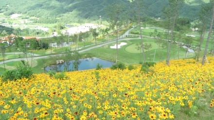 포레스트힐cc 이미지