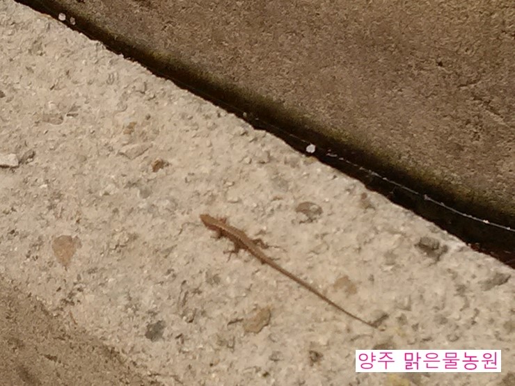 맑은물농원 이미지