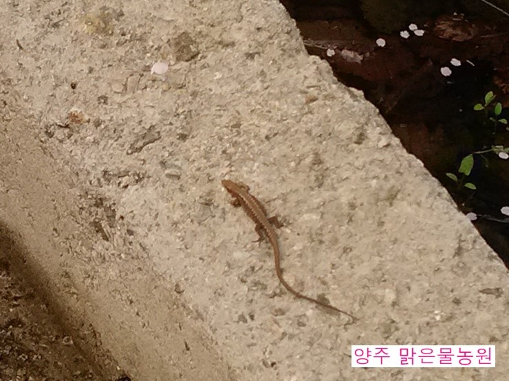 맑은물농원 이미지