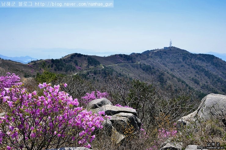 산철죽 군락지 이미지