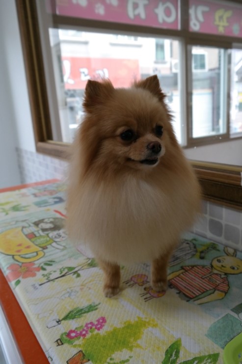뽀삐미용실 이미지