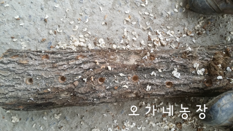 곡성버섯농장 이미지