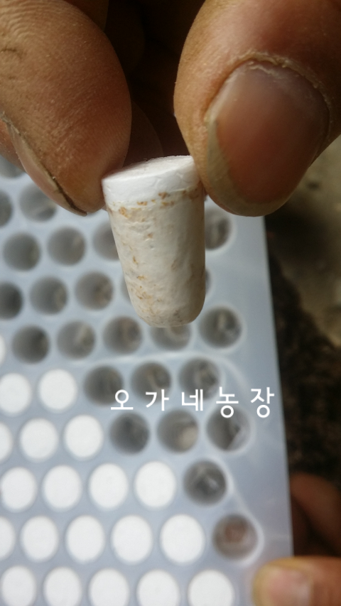 곡성버섯농장 이미지