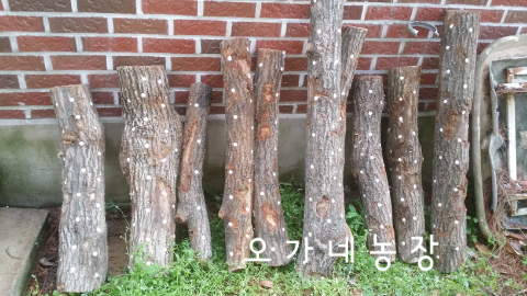 곡성버섯농장 이미지