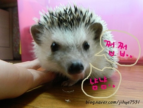 또치PC 이미지