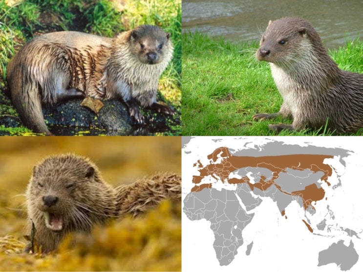 수달에 대하여 ;자이언트수달, 유라시아수달, 유럽수달, 북미강수달, 북아메리카강수달, Giant otter, European ...