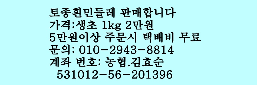 토종흰민들레식품 이미지