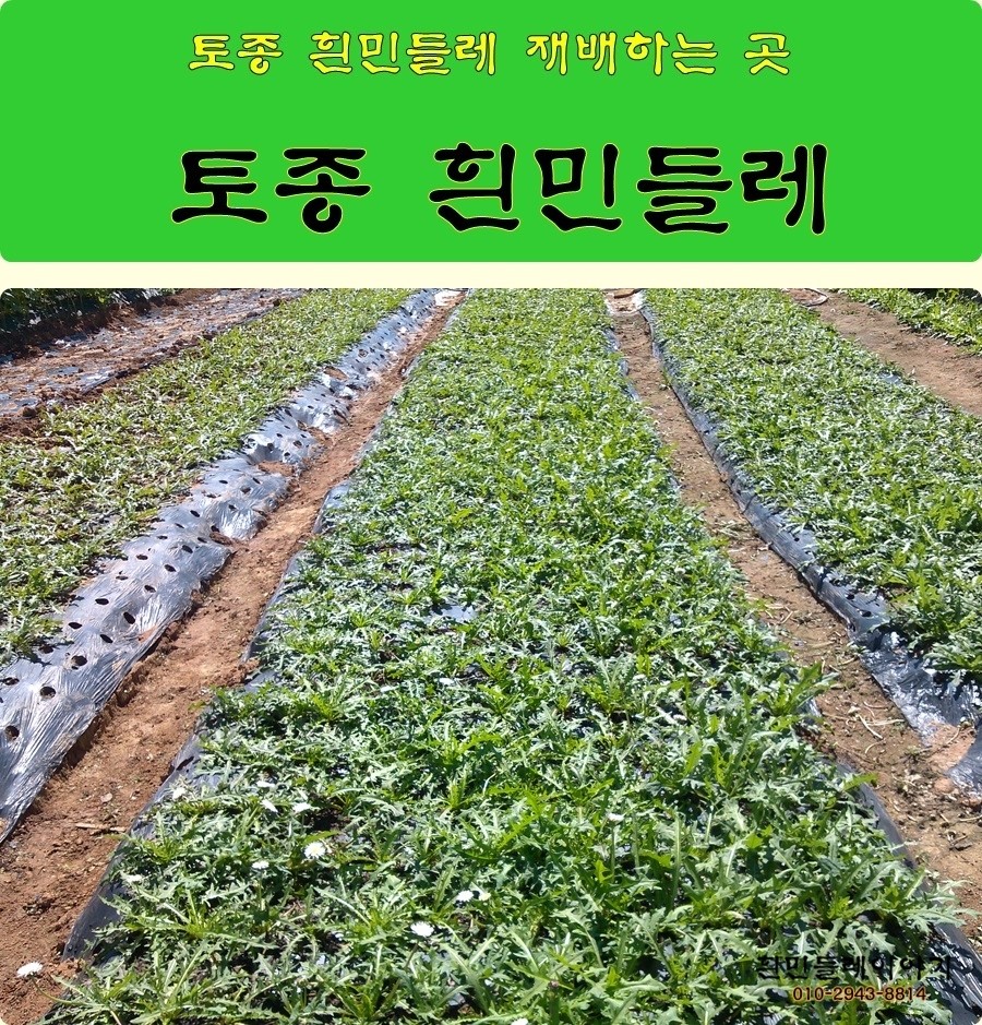 토종흰민들레식품 이미지