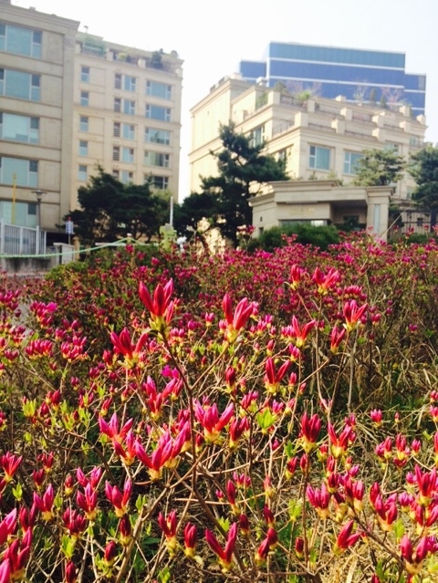 보나베티 이미지