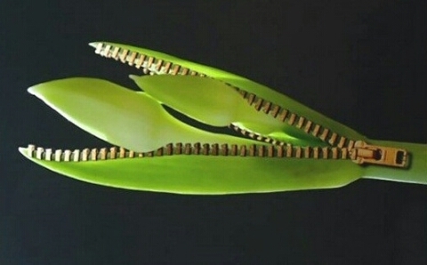 지퍼올려 이미지