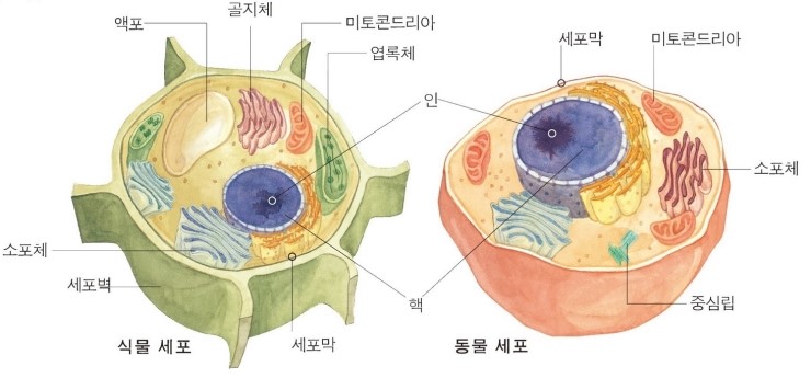 생명과학2 백호T 