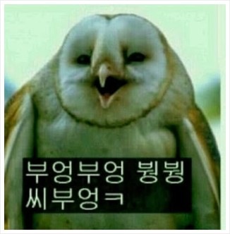 동그리 이미지