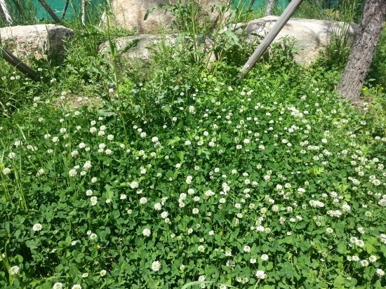 샌토쥬 이미지