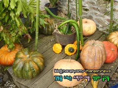 야인야식 이미지