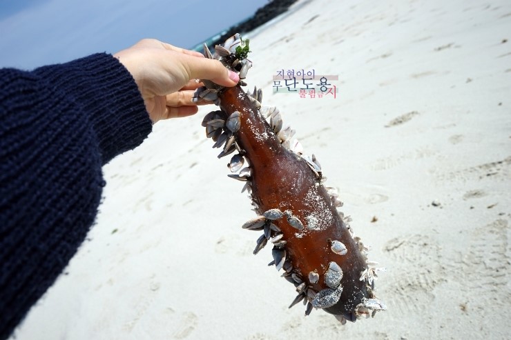 애코카랜드 이미지