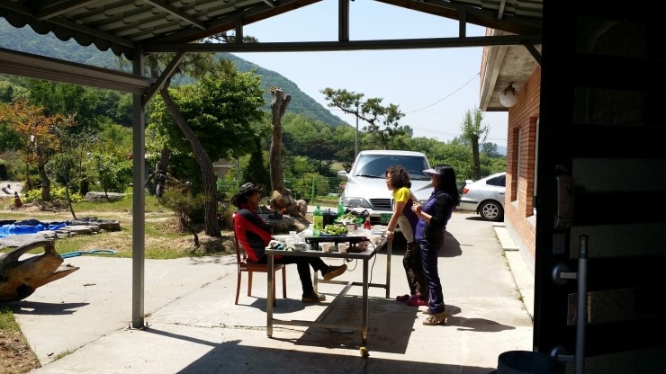 보령산양산삼 이미지