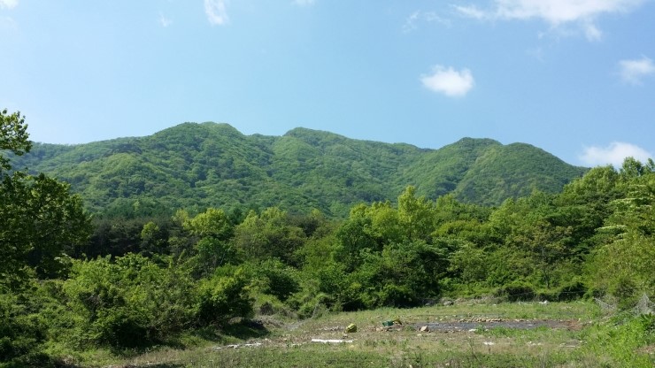 보령산양산삼 이미지