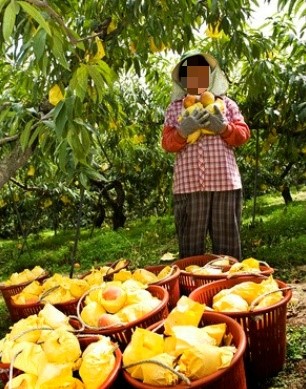 사계절보신탕 이미지