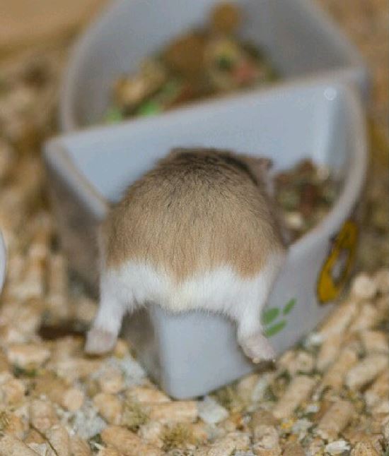 나나포차 이미지